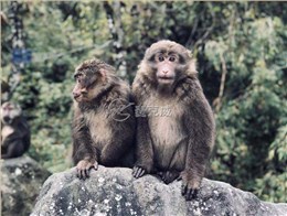 2018麥克威秋游喇叭河的猴子